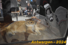 Antwerpen 102