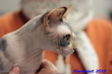 turnhout20150230