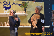 Antwerpen 263