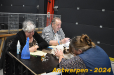 Antwerpen 228