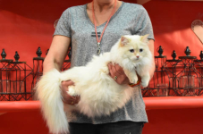 Katttenshow Arendonk 2020 DSC 0657