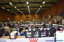 Katttenshow Arendonk 2020 DSC 0144