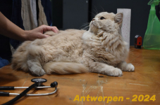 Antwerpen 142