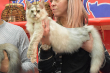 Katttenshow Arendonk 2020 DSC 0684