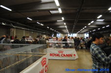antwerp 2018 0151