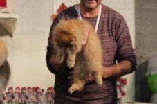 antw 2015 240