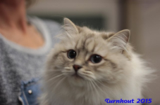 turnhout20150204
