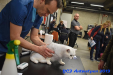 Antwerpen 2019DSC 0092