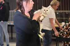 Katttenshow Arendonk 2020 DSC 0173