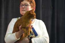 Katttenshow Arendonk 2020 DSC 0620