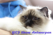 antwerpen 2012 198