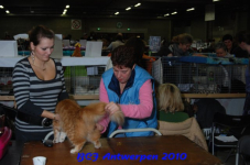 bcf antw 2010 082