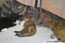 Katttenshow Arendonk 2020 DSC 0220