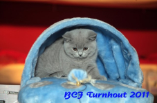 bcf antw 2010 272