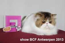 showantwerpen 1117