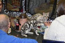Katttenshow Arendonk 2020 DSC 0157
