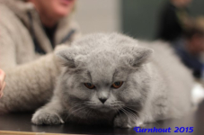 turnhout20150091
