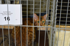 Katttenshow Arendonk 2020 DSC 0087