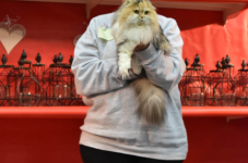 Katttenshow Arendonk 2020 DSC 0401