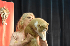 Katttenshow Arendonk 2020 DSC 0598