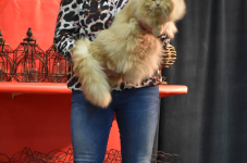 Katttenshow Arendonk 2020 DSC 0430