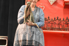 Katttenshow Arendonk 2020 DSC 0456