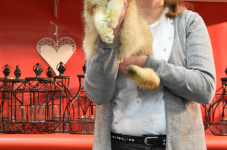 Katttenshow Arendonk 2020 DSC 0278