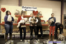  bcf ant 201153