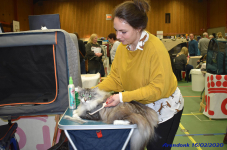 Katttenshow Arendonk 2020 DSC 0132