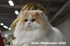 Antwerp 2022212