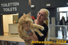 Antwerpen 227