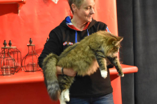 Katttenshow Arendonk 2020 DSC 0672