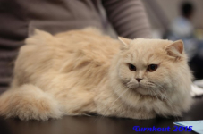 turnhout20150124