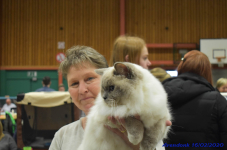 Katttenshow Arendonk 2020 DSC 0266