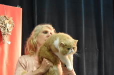 Katttenshow Arendonk 2020 DSC 0599