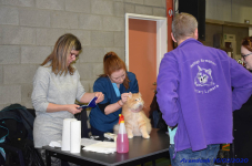 Katttenshow Arendonk 2020 DSC 0030