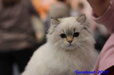 turnhout20150163