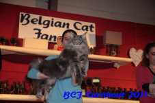 bcf antw 2010 195