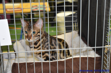 Katttenshow Arendonk 2020 DSC 0079