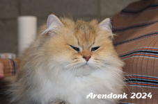 Arendonk 2024 324