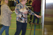 Katttenshow Arendonk 2020 DSC 0260