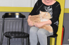 Katttenshow Arendonk 2020 DSC 0153