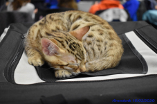 Katttenshow Arendonk 2020 DSC 0528