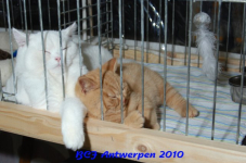 bcf antw 2010 083
