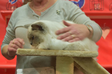 Katttenshow Arendonk 2020 DSC 0768
