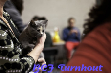  bcf ant 2011101