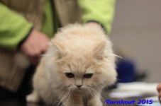 turnhout20150112