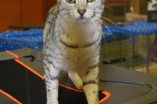 Katttenshow Arendonk 2020 DSC 0092
