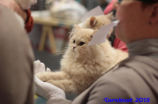turnhout20150314