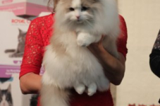 antw 2015 276